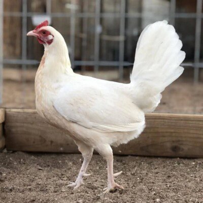 white kelso - PULLET
