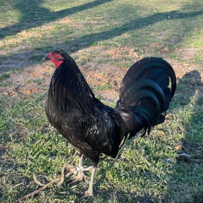 Warhorse Gamefowl – Bacon & Black Devil Bloodlines | AmericansGamefowl.comRoosters for Sale |