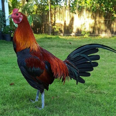 Peruvian Blue Gamefowl for Sale – Elite Bloodlines for Serious Breeders