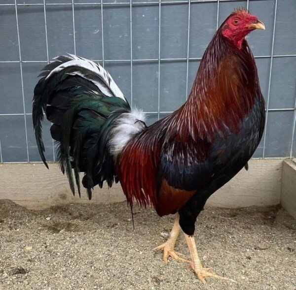 Roundhead Gamefowl