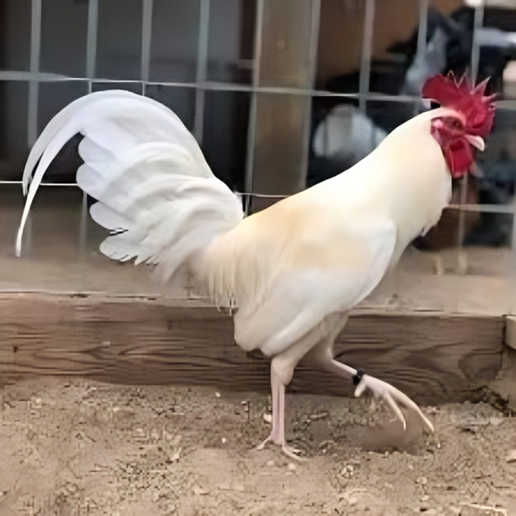 Whitehackle Gamefowl